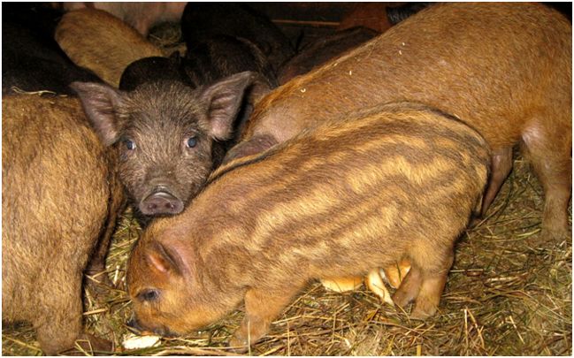 Кармал порода свиней - Энциклопедия мяса Wikimeat