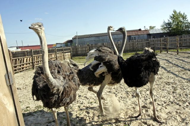 Файл:Тюменский страус.jpg