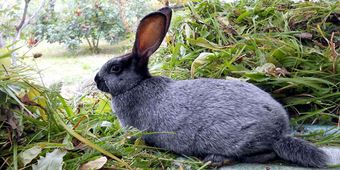 Серебристый кролик.jpg