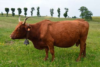 Салерская порода коров.jpg