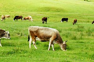 Бурая карпатская порода коров.jpg