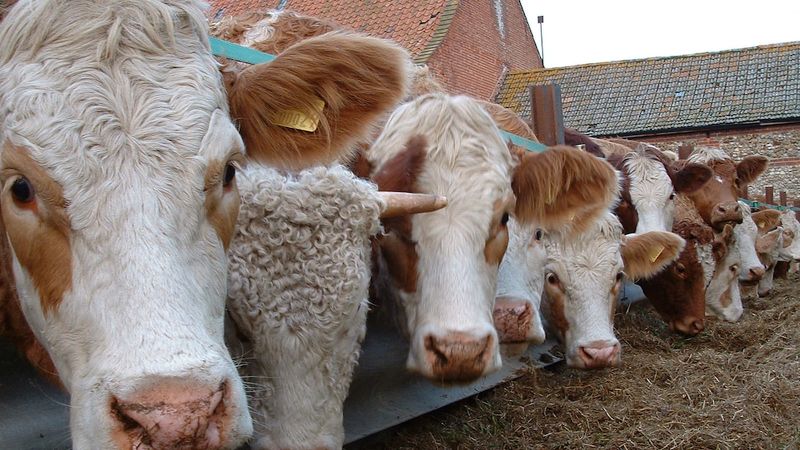 Файл:Убойное животное.jpg