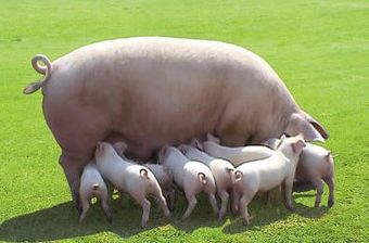 Белорусская порода свиней.jpg