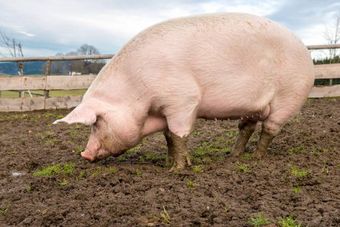 Брейтовская порода свиней.jpg