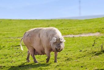 Муромская порода свиней.jpg