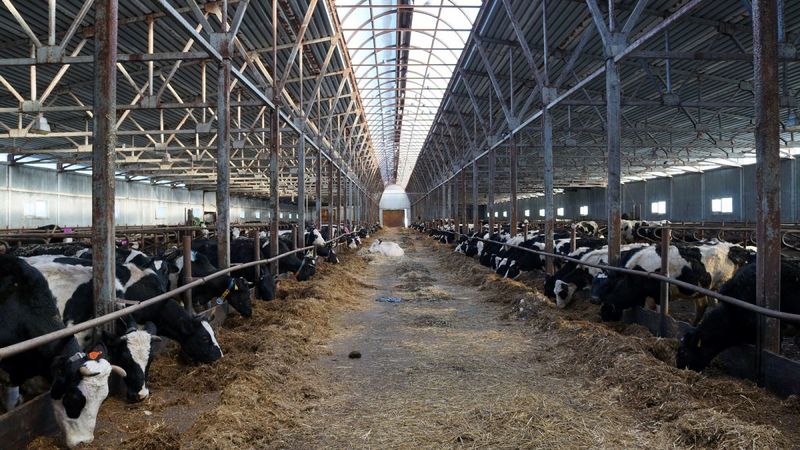 Файл:ОАО «Курба».jpg