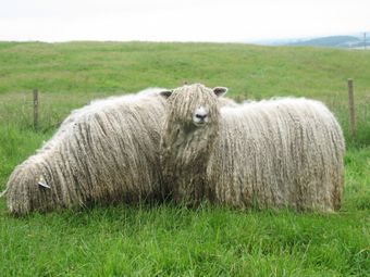 Линкольн порода овец.jpg