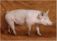 Йоркширская порода свиней.jpg