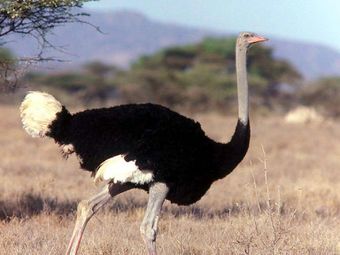 Сомалийский африканский страус.jpg