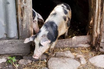 Северокавказская порода свиней.jpg