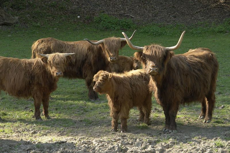 Файл:Хайленд порода коров.jpg