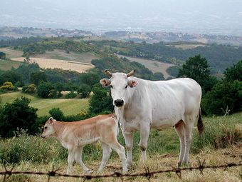 Кианская порода коров.jpg