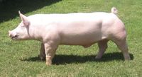 Литовская белая порода свиней.jpg