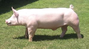 Литовская белая порода свиней.jpg