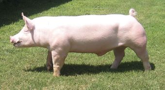 Литовская белая порода свиней.jpg