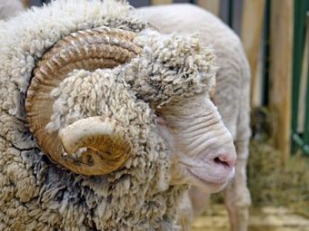 Советский меринос порода овец.jpg