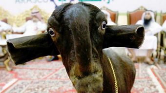 Арабская порода коз.jpg