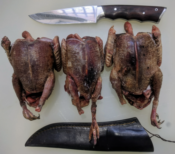 Файл:Дикий вяхирь (ДикоЕд).png