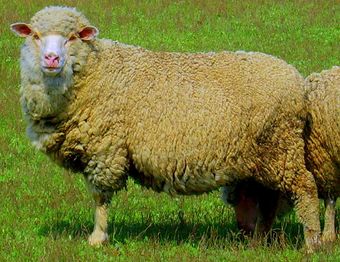 Волгоградская порода овец.jpg
