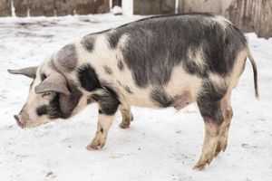 Миргородская порода свиней.jpg