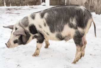 Миргородская порода свиней.jpg