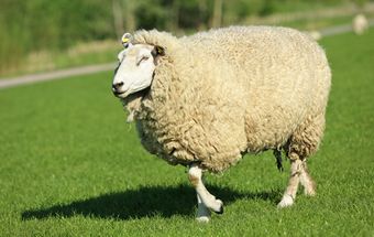 Куйбышевская порода овец.jpg