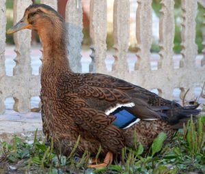 Руанская порода уток.jpg