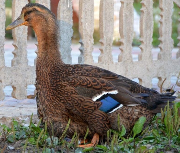 Файл:Руанская порода уток.jpg