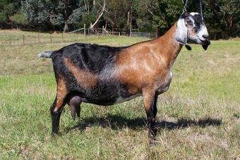 Нубийская порода коз.jpg