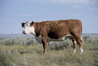 Казахская белоголовая порода коров.jpg