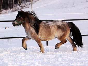 Якутская порода лошадей.jpg
