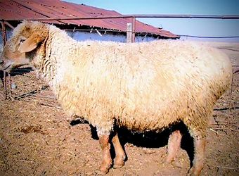 Дегересская порода овец.jpg