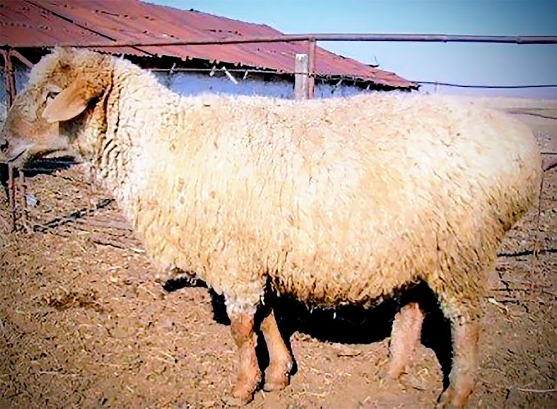 Файл:Дегересская порода овец.jpg