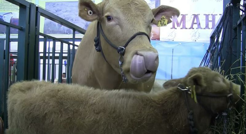 Файл:Мандолонгская порода коров.jpg