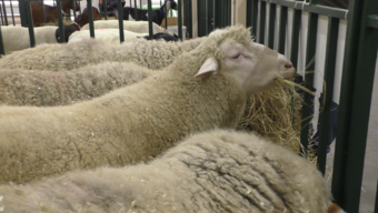 Татарстанская порода овец.png