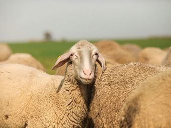 Белый Бергсчаф порода овец.jpg