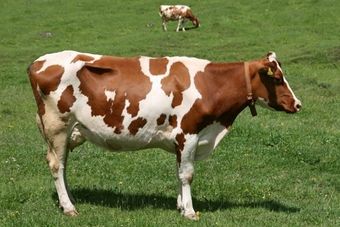 Айрширская порода коров.jpg