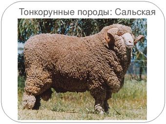 Сальская порода овец.jpg