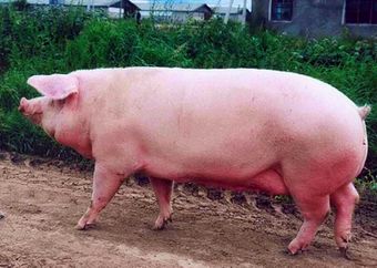 Эстонская беконная порода свиней.jpg