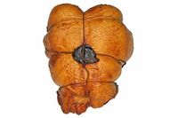 Рулет куриный с черносливом (Золотой Регион).jpg
