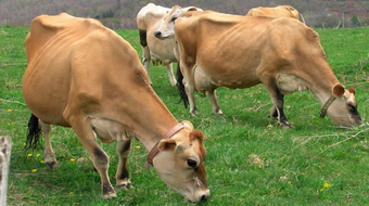 Джерсейская порода коров.png