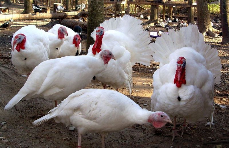 Файл:Hybrid Converter.jpg