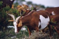 Роув (ров) – французская мясная порода.jpg