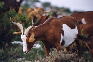 Роув (ров) – французская мясная порода.jpg