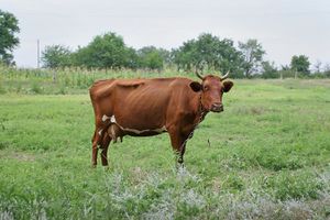 Красная тамбовская порода коров.jpg