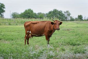 Красная тамбовская порода коров.jpg