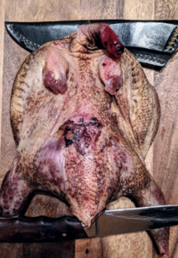 Фазан дикий (ДикоЕд).png