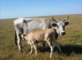 Украинская порода коров.jpg