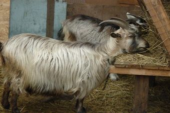 Каннаиаду или Каганская порода коз.jpg