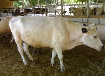 Бушуевская порода коров.jpg
